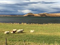 IMG 3744  we have a movie of these sheep