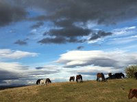 IMG 3750  horse and clouds