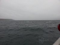 20170928 103550  the first whale.  See https://youtu.be/mEV7h-iM9g0