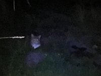 IMG 3868  Outside, felines