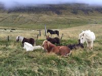 IMG 3468  Today we are looking for horses