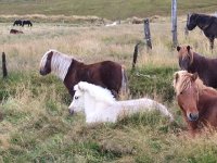 IMG 3469  fuzzy baby