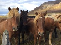 IMG 3499  the sortees