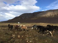 IMG 3507  lots of running around