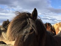 IMG 3518  needs a haircut