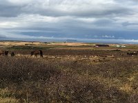 IMG 3915  horses gathered in the paddock
