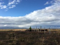 IMG 3917  Christine surveys the horses
