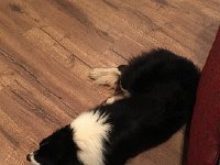 IMG 3981  one of the few dogs we saw on the trip