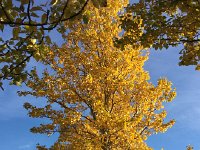 IMG 3528  in Reykjavik, street trees