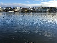 IMG 3987  with waterfowl