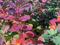 IMG 3995  hydrophobic