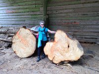 IMG 1280  active forestry in the area : some major trunks