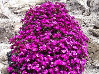 IMG 1347  phlox