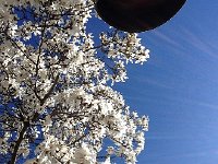 IMG 1350  dogwood and UFO