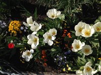 IMG 1372  tulips in Sonziers