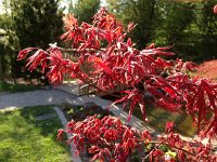 IMG 1401  Japanese maple putting out leaves