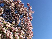 IMG 1403  and a magnolia