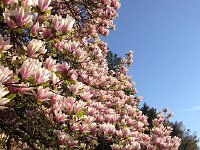 IMG 1404  on the Hindemith property