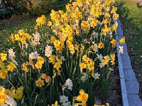 IMG 7024  daffodils