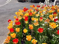 IMG 1416  more tulips inthe center of town