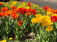 IMG 7033  intense garden