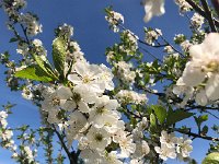 IMG 7034  and flowering trees