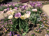 IMG 7036  and more tulips around what looked like a de-consecrated cnurch