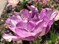 IMG 7038  Candidate for pastel project