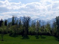 IMG 1455  copse near Chaulin