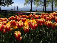 IMG 1500  From the harbor side of the park where we entered, the view is STUNNING. The bloom is really at its peak.