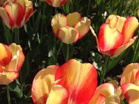 IMG 1504  trying to get some photos to be the basis for an oil pastel project