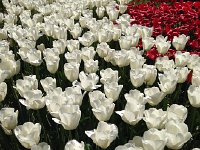 IMG 1510  Tulips 2018