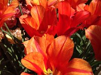 IMG 1511  Tulips 2018