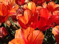 IMG 1512  trying to get a close up in focus