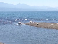 IMG 1514  swans taking or preparing to take naps