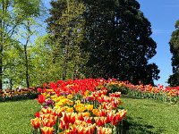 IMG 7076  And a few minutes later we were surrounded by tulips!