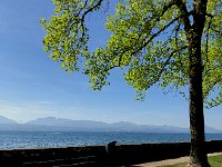 IMG 7080  On the edge of the park, a bench calls but, unfortunately, doesnt permit the visitor to see this beautiful bed of pink tulips