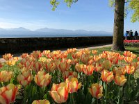 IMG 7081  Tulips 2018