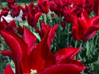 IMG 7084  hallucinagenically red