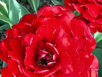 IMG 7086  Tulips 2018