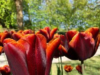 IMG 7087  Tulips 2018