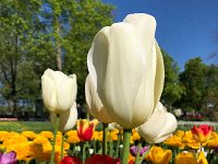 IMG 7088  Tulips 2018