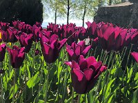 IMG 7089  Tulips 2018