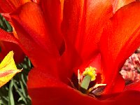 IMG 7095  Tulips 2018