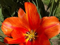 IMG 7096  Tulips 2018