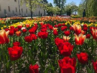 IMG 7099  Tulips 2018