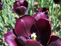 IMG 7100  midnight with a coat of pollen