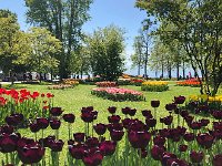 IMG 7101  Tulips 2018