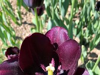 IMG 7102  stamen and pistils