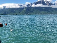 IMG 7172  Swans looking for handouts